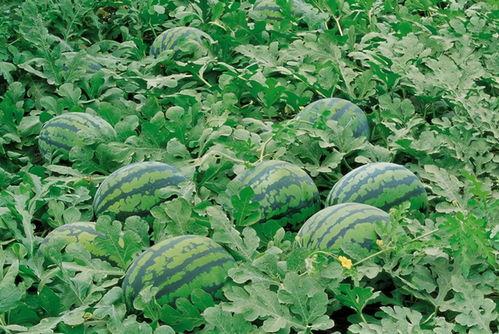 吃瓜霸王花男子,揭秘男子吃瓜界的传奇故事