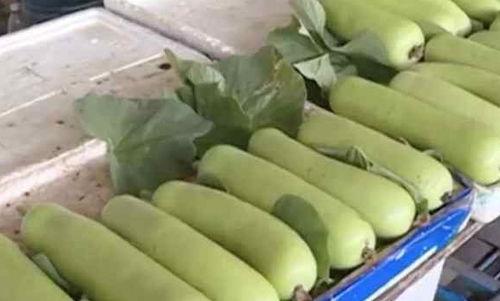 葫芦瓜吃不吃皮,吃还是不吃,营养与口感的抉择