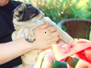 神秘狗吃瓜,揭秘宠物界的神秘现象