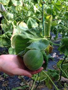 吃瓜群天津,揭秘津门生活百态