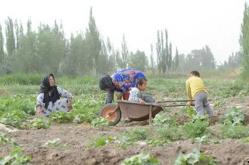 新疆沙漠吃瓜,探索沙漠中的瓜果乐园