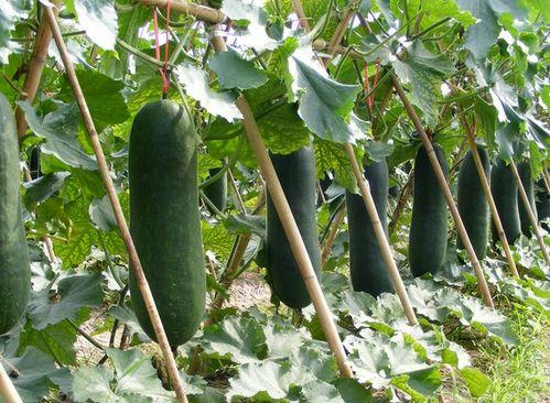 每天早上吃的瓜,开启美好一天的健康选择