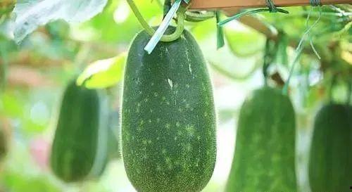 中国奇妙物语吃瓜,揭秘吃瓜群众的狂欢盛宴