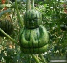 中国奇妙物语吃瓜,揭秘吃瓜群众的狂欢盛宴