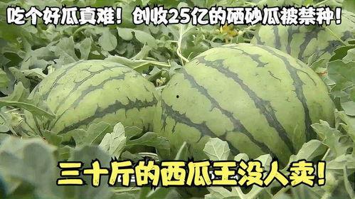 吃砂瓜好吗,吃砂瓜的好处与享受