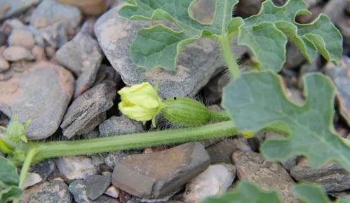 吃砂瓜好吗,吃砂瓜的好处与享受