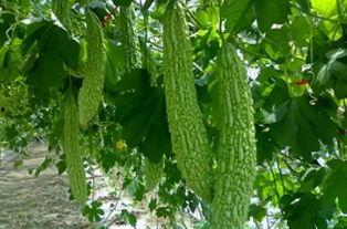 吃瓜草摩的,网络热词背后的文化现象